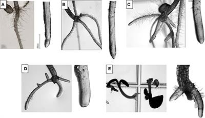 Trans-cinnamaldehyde-related overproduction of benzoic acid and oxidative stress on Arabidopsis thaliana